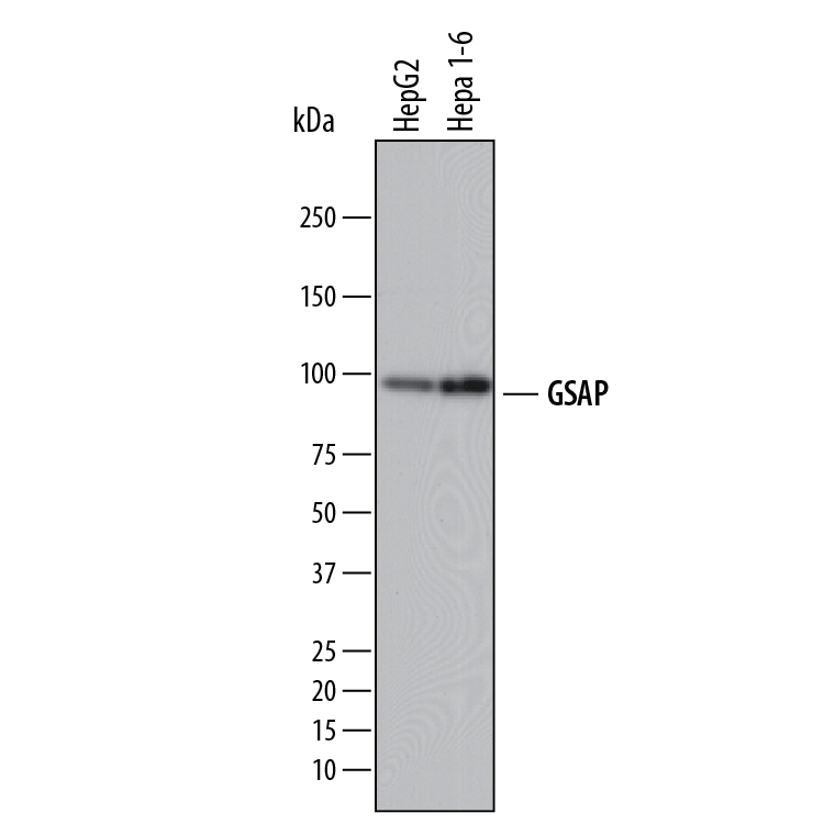 Western Blot GSAP Antibody