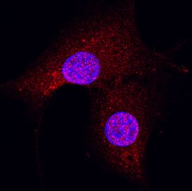 GSK-3a/ beta  was detected in immersion fixed NIH-3T3 mouse embryonic fibroblast cell line using Mouse Anti-Human GSK-3a/ beta  Monoclonal Antibody (Catalog # MAB25063) at 3 µg/mL for 3 hours at room temperature. Cells were stained using the NorthernLights™ 557-conjugated Anti-Mouse IgG Secondary Antibody (red; Catalog # NL007) and counterstained with DAPI (blue). Specific staining was localized to nuclei and cytoplasm. View our protocol for Fluorescent ICC Staining of Cells on Coverslips.