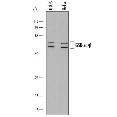 Western blot shows lysates of U2OS human osteosarcoma cell line and HeLa human cervical epithelial carcinoma cell line. PVDF membrane was probed with 2 µg/mL of Mouse Anti-Human GSK-3a/ beta  Monoclonal Antibody (Catalog # MAB25063) followed by HRP-conjugated Anti-Mouse IgG Secondary Antibody (Catalog # HAF018). A specific band was detected for GSK-3a at approximately 46 and GSK-3 beta  at approximately 51 kDa (as indicated). This experiment was conducted under reducing conditions and using Immunoblot Buffer Group 1.