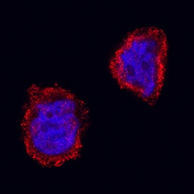 GSK-3 beta  was detected in immersion fixed HT-29 human colon adenocarcinoma cell line using Rat Anti-Human/Mouse/Rat GSK-3 beta  Monoclonal Antibody (Catalog # MAB2506) at 3 µg/mL for 3 hours at room temperature. Cells were stained using the NorthernLights™ 557-conjugated Anti-Rat IgG Secondary Antibody (red; Catalog # NL013) and counterstained with DAPI (blue). Specific staining was localized to nuclei and cytoplasm. View our protocol for Fluorescent ICC Staining of Cells on Coverslips.