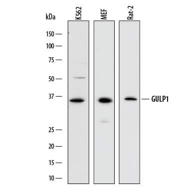 Western blot shows lysates of K562 human chronic myelogenous leukemia cell line, MEF mouse embryonic feeder cells, and Rat-2 rat embryonic fibroblast cell line. PVDF membrane was probed with 1 µg/mL of Sheep Anti-Human/Mouse/Rat GULP1/CED-6 Antigen Affinity-purified Polyclonal Antibody (Catalog # AF7978) followed by HRP-conjugated Anti-Sheep IgG Secondary Antibody (Catalog # HAF016). A specific band was detected for GULP1/CED-6 at approximately 36 kDa (as indicated). This experiment was conducted under reducing conditions and using Immunoblot Buffer Group 1.