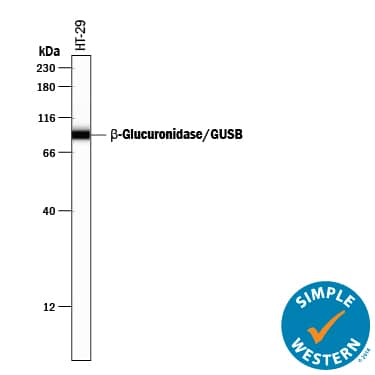 Simple Western lane view shows lysates of HT-29 human colon adenocarcinoma cell line, loaded at 0.2 mg/mL. A specific band was detected for  beta -Glucuronidase/GUSB at approximately 92 kDa (as indicated) using 10 µg/mL of Sheep Anti-Human  beta -Glucuronidase/GUSB Antigen Affinity-purified Polyclonal Antibody (Catalog # AF6144) followed by 1:50 dilution of HRP-conjugated Anti-Sheep IgG Secondary Antibody (Catalog # HAF016). This experiment was conducted under reducing conditions and using the 12-230 kDa separation system.