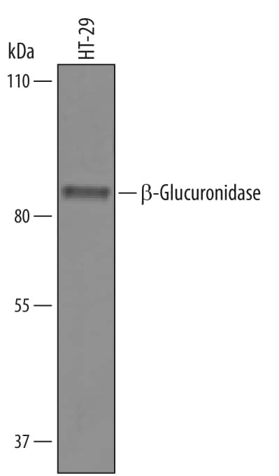 Western blot shows lysates of HT-29 human colon adenocarcinoma cell line. PVDF Membrane was probed with 1 µg/mL of Human  beta -Glucuronidase/GUSB Antigen Affinity-purified Polyclonal Antibody (Catalog # AF6144) followed by HRP-conjugated Anti-Sheep IgG Secondary Antibody (Catalog # HAF016). A specific band was detected for  beta -Glucuronidase/GUSB at approximately 82 kDa (as indicated). This experiment was conducted under reducing conditions and using Immunoblot Buffer Group 8.