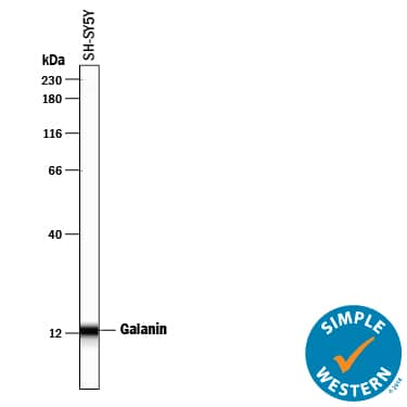 Simple Western lane view shows lysates of SH-SY5Y human neuroblastoma cell line, loaded at 0.2 mg/mL. A specific band was detected for Galanin at approximately 13 kDa (as indicated) using 10 µg/mL of Sheep Anti-Human Galanin Antigen Affinity-purified Polyclonal Antibody (Catalog # AF5854) followed by 1:50 dilution of HRP-conjugated Anti-Sheep IgG Secondary Antibody (Catalog # HAF016). This experiment was conducted under reducing conditions and using the 12-230 kDa separation system.