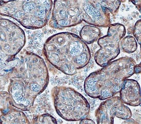 Immunohistochemistry Galanin Antibody (581403)