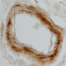 Immunohistochemistry Galanin R2/GALR2 Antibody (616520) [Unconjugated]