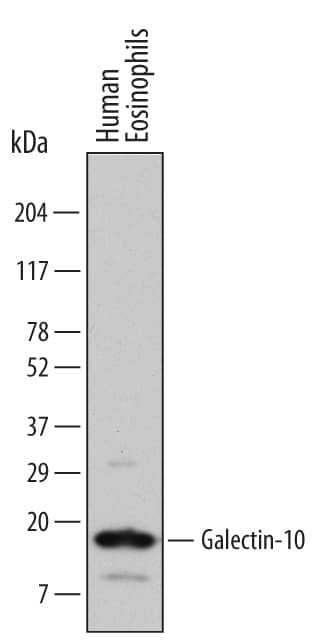 Western blot shows lysates of human eosinophils (enriched, approximately 60%). PVDF Membrane was probed with 1 µg/mL of Human Galectin-10 Monoclonal Antibody (Catalog # MAB5447) followed by HRP-conjugated Anti-Mouse IgG Secondary Antibody (Catalog # HAF007). A specific band was detected for Galectin-10 at approximately 16 kDa (as indicated). This experiment was conducted under reducing conditions and using Immunoblot Buffer Group 1.