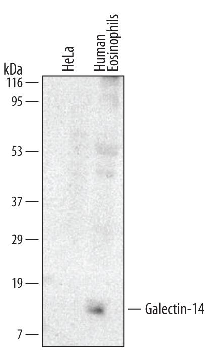 Western blot shows lysates of human eosinophil. PVDF membrane was probed with 2 µg/mL of Mouse Anti-Human Galectin-14 Monoclonal Antibody (Catalog # MAB5744) followed by HRP-conjugated Anti-Mouse IgG Secondary Antibody (Catalog # HAF007). A specific band was detected for Galectin-14 at approximately 10 kDa (as indicated). This experiment was conducted under reducing conditions and using Immunoblot Buffer Group 1.