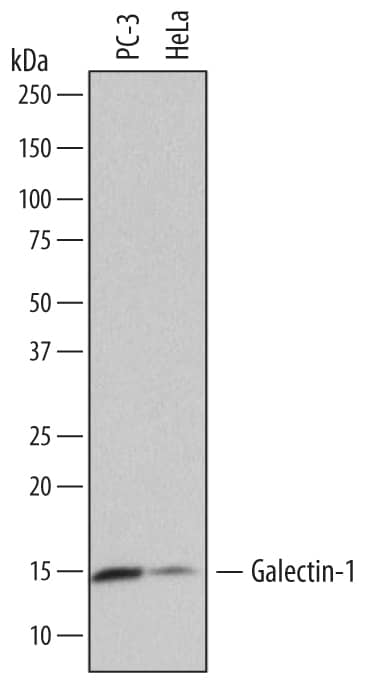 Western blot shows lysates of HeLa human cervical epithelial carcinoma cell line and PC‑3 human prostate cancer cell line. PVDF membrane was probed with 0.2 µg/mL of Goat Anti-Human Galectin‑1 Biotinylated Antigen Affinity-purified Polyclonal Antibody (Catalog # BAF1152) followed by Streptavidin-HRP. A specific band was detected for Galectin‑1 at approximately 14 kDa (as indicated). This experiment was conducted under reducing conditions and using Immunoblot Buffer Group 1.