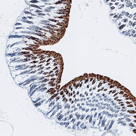 Immunohistochemistry Galectin-2 Antibody (747307)