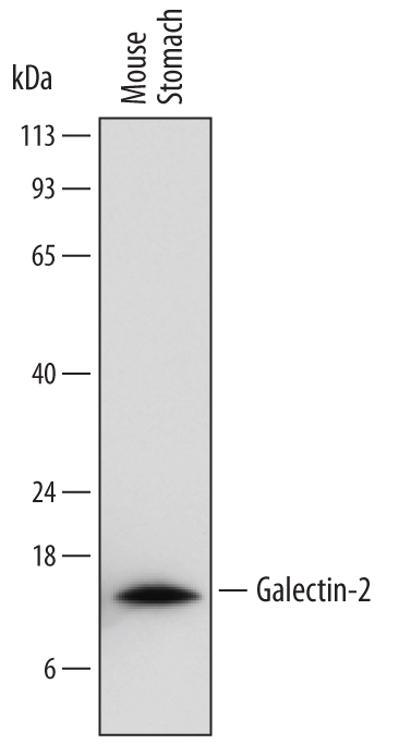 Western Blot Galectin-2 Antibody (747307)