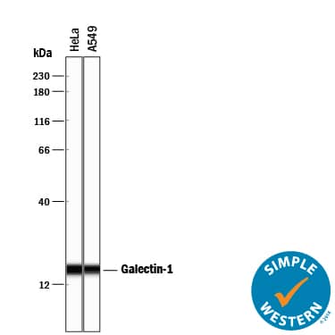 Simple Western Galectin-1 Antibody [Unconjugated]
