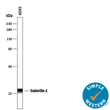 Simple Western lane view shows lysate of A549 human lung carcinoma cell line, loaded at 0.2 mg/mL. A specific band was detected for Galectin‑1 at approximately 16 kDa (as indicated) using 100 µg/mL of Mouse Anti-Human Galectin‑1 Monoclonal Antibody (Catalog # MAB1152) . This experiment was conducted under reducing conditions and using the 12-230 kDa separation system.