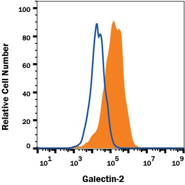 HepG2 human hepatocarcinoma cell line was stained with Rabbit Anti-Human Galectin-2 Monoclonal Antibody (Catalog # MAB71153, filled histogram) or Rabbit IgG control antibody (Catalog # MAB1050, open histogram) followed by APC-conjugated Anti-Rabbit IgG Secondary Antibody (Catalog # F0111). To facilitate intracellular staining, cells were fixed and permeabilized with FlowX FoxP3 Fixation & Permeabilization Buffer Kit (Catalog # FC012). View our protocol for Staining Membrane-associated Proteins.