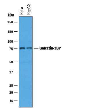 Western Blot Galectin-3BP/MAC-2BP/LGALS3BP Antibody [Unconjugated]