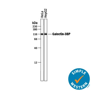 Simple Western Galectin-3BP/MAC-2BP/LGALS3BP Antibody [Unconjugated]