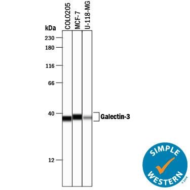 Simple Western lane view shows lysates of COLO 205 human colorectal adenocarcinoma cell line, MCF-7 human breast cancer cell line, and U-118-MG human glioblastoma/astrocytoma cell line, loaded at 0.2 mg/mL. A specific band was detected for Galectin-3 at approximately 37-38 kDa (as indicated) using 10 µg/mL of Goat Anti-Human Galectin-3 Antigen Affinity-purified Polyclonal Antibody (Catalog # AF1154) followed by 1:50 dilution of HRP-conjugated Anti-Goat IgG Secondary Antibody (Catalog # HAF109). This experiment was conducted under reducing conditions and using the 12-230 kDa separation system.