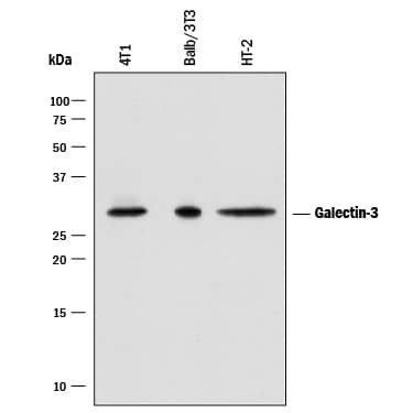 Western Blot Galectin-3 Antibody [Unconjugated]