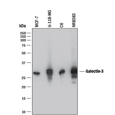 Western Blot Galectin-3 Antibody [Unconjugated]
