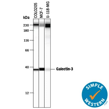 Simple Western lane view shows lysates of COLO 205 human colorectal adenocarcinoma cell line, MCF‑7 human breast cancer cell line, and U‑118‑MG human glioblastoma/astrocytoma cell line, loaded at 0.2 mg/mL. A specific band was detected for Galectin‑3 at approximately 38 kDa (as indicated) using 10 µg/mL of Mouse Anti-Human Galectin‑3 Monoclonal Antibody (Catalog # MAB11541) . This experiment was conducted under reducing conditions and using the 12-230 kDa separation system. Non-specific interaction with the 230 kDa Simple Western standard may be seen with this antibody.
