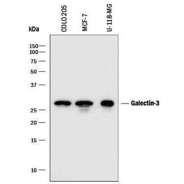 Western blot shows lysates of COLO 205 human colorectal adenocarcinoma cell line, MCF-7 human breast cancer cell line, and U-118-MG human glioblastoma/astrocytoma cell line. PVDF membrane was probed with 0.2 µg/mL of Mouse Anti-Human Galectin-3 Monoclonal Antibody (Catalog # MAB11541) followed by HRP-conjugated Anti-Mouse IgG Secondary Antibody (Catalog # HAF018). A specific band was detected for Galectin-3 at approximately 28 kDa (as indicated). This experiment was conducted under reducing conditions and using Immunoblot Buffer Group 1.