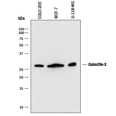 Western blot shows lysates of COLO 205 human colorectal adenocarcinoma cell line, MCF-7 human breast cancer cell line, and U-118-MG human glioblastoma/astrocytoma cell line. PVDF membrane was probed with 0.2 µg/mL of Mouse Anti-Human Galectin-3 Monoclonal Antibody (Catalog # MAB1154) followed by HRP-conjugated Anti-Mouse IgG Secondary Antibody (Catalog # HAF018). A specific band was detected for Galectin-3 at approximately 28 kDa (as indicated). This experiment was conducted under reducing conditions and using Immunoblot Buffer Group 1.