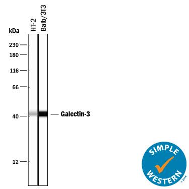 Simple Western lane view shows lysates of HT-2 mouse T cell line and Balb/3T3 mouse embryonic fibroblast cell line, loaded at 0.2 mg/mL. A specific band was detected for Galectin-3 at approximately 43 kDa (as indicated) using 10 µg/mL of Rat Anti-Mouse Galectin-3 Monoclonal Antibody (Catalog # MAB1197) followed by 1:50 dilution of HRP-conjugated Anti-Rat IgG Secondary Antibody (Catalog # HAF005). This experiment was conducted under reducing conditions and using the 12-230 kDa separation system.