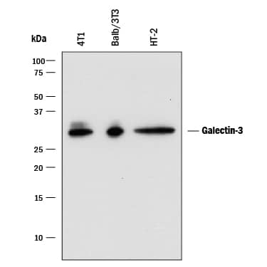 Western blot shows lysates of 4T1 mouse breast cancer cell line, Balb/3T3 mouse embryonic fibroblast cell line and HT-2 mouse T cell line. PVDF membrane was probed with 0.25 µg/mL of Rat Anti-Mouse Galectin-3 Monoclonal Antibody (Catalog # MAB1197) followed by HRP-conjugated Anti-Rat IgG Secondary Antibody (Catalog # HAF005). A specific band was detected for Galectin-3 at approximately 28 kDa (as indicated). This experiment was conducted under reducing conditions and using Immunoblot Buffer Group 1.