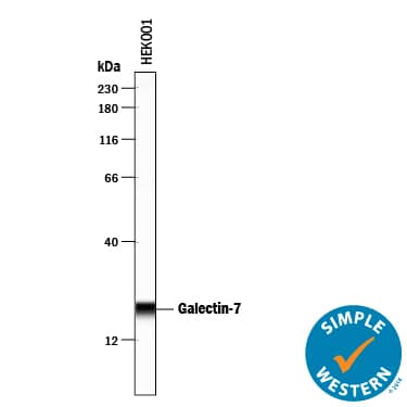 Simple Western Galectin-7 Antibody [Unconjugated]
