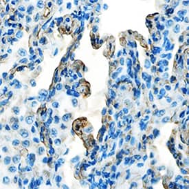 Immunohistochemistry Galectin-8 Antibody [Unconjugated]