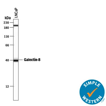 Simple Western Galectin-8 Antibody [Unconjugated]