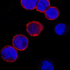 Galectin-8 was detected in immersion fixed U937 human histiocytic lymphoma cell line using Mouse Anti-Human Galectin-8 Monoclonal Antibody (Catalog # MAB13051) at 8 µg/mL for 3 hours at room temperature. Cells were stained using the NorthernLights™ 557-conjugated Anti-Mouse IgG Secondary Antibody (red; Catalog # NL007) and counterstained with DAPI (blue). Specific staining was localized to cell surfaces. View our protocol for Fluorescent ICC Staining of Cells on Coverslips.