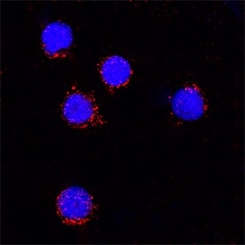 Immunocytochemistry Galectin-9 Antibody [Unconjugated]