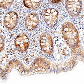 Immunohistochemistry Galectin-9 Antibody [Unconjugated]