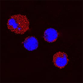 Galectin-9 was detected in immersion fixed mouse splenocytes using Goat Anti-Mouse Galectin-9 Antigen Affinity-purified Polyclonal Antibody (Catalog # AF3535) at 15 µg/mL for 3 hours at room temperature. Cells were stained using the NorthernLights™ 557-conjugated Anti-Goat IgG Secondary Antibody (red; Catalog # NL001) and counterstained with DAPI (blue). Specific staining was localized to cytoplasm. View our protocol for Fluorescent ICC Staining of Non-adherent Cells.