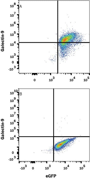 HEK293 human embryonic kidney cell line transfected with either (A) human Galectin-9 or (B) irrelevant protein and eGFP was stained with Mouse Anti-Human Galectin-9 Monoclonal Antibody (Catalog # MAB20453) followed by Allophycocyanin-conjugated Anti-Mouse IgG Secondary Antibody (Catalog # F0101B). Quadrant markers were set based on control antibody staining (Catalog # MAB003). View our protocol for Staining Membrane-associated Proteins.