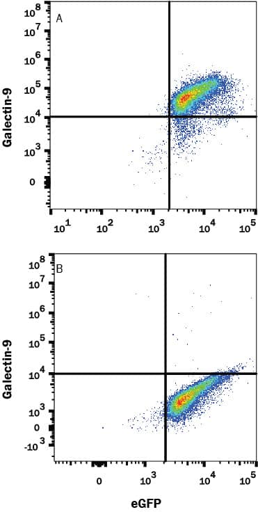 HEK293 human embryonic kidney cell line transfected with either (A) human Galectin-9 or (B) irrelevant protein and eGFP was stained with Mouse Anti-Human Galectin-9 Monoclonal Antibody (Catalog # MAB20454) followed by Allophycocyanin-conjugated Anti-Mouse IgG Secondary Antibody (Catalog # F0101B). Quadrant markers were set based on control antibody staining (Catalog # MAB003). View our protocol for Staining Membrane-associated Proteins.