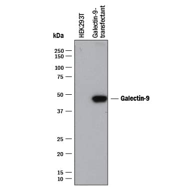 Western blot shows lysates of HEK293 human embryonic kidney cell line either mock transfected or transfected with human Galectin-9 . PVDF membrane was probed with 2 µg/mL of Mouse Anti-Human Galectin-9 Monoclonal Antibody (Catalog # MAB20455) followed by HRP-conjugated Anti-Mouse IgG Secondary Antibody (Catalog # HAF018). A specific band was detected for Galectin-9 at approximately 45 kDa (as indicated). This experiment was conducted under reducing conditions and using Immunoblot Buffer Group 1.