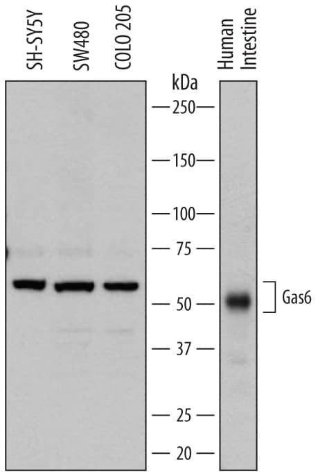 Western blot shows lysates of SH-SY5Y human neuroblastoma cell line, SW480 human colorectal adenocarcinoma cell line, COLO 205 human colorectal adenocarcinoma cell line, and human intestine tissue. PVDF membrane was probed with 1 µg/mL of Goat Anti-Human Gas6 Antigen Affinity-purified Polyclonal Antibody (Catalog # AF885) followed by HRP-conjugated Anti-Goat IgG Secondary Antibody (Catalog # HAF109). Specific bands were detected for Gas6 at approximately 64 and 50 kDa (as indicated). This experiment was conducted under reducing conditions and using Immunoblot Buffer Group 1.