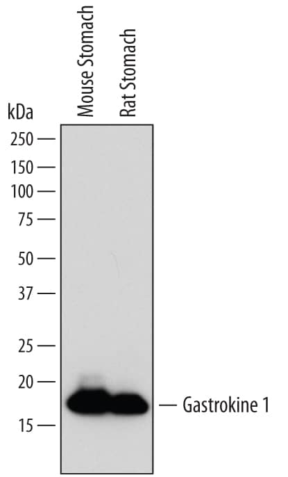 Western blot shows lysates of mouse stomach tissue and rat stomach tissue. PVDF membrane was probed with 1 µg/mL of Rat Anti-Mouse Gastrokine 1 Monoclonal Antibody (Catalog # MAB7287) followed by HRP-conjugated Anti-Rat IgG Secondary Antibody (Catalog # HAF005). A specific band was detected for Gastrokine 1 at approximately 17 kDa (as indicated). This experiment was conducted under reducing conditions and using Immunoblot Buffer Group 1.