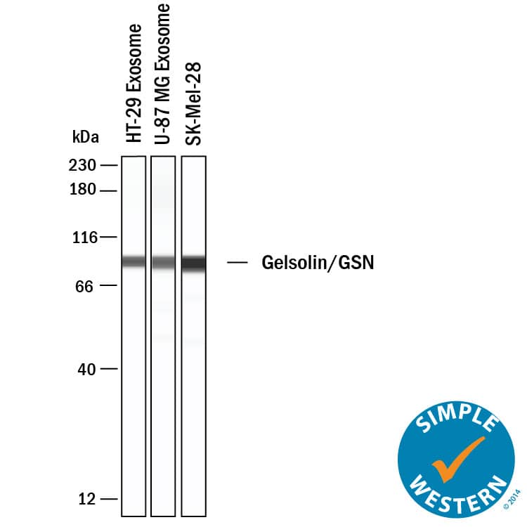 Simple Western shows lysates of Exosome Standards (HT‑29) (NBP3-11685), Exosome Standards (U‑87 MG) (NBP2-49844) and SK‑Mel‑28 human malignant melanoma cell line, loaded at 0.5 mg/ml. A specific band was detected for Gelsolin/GSN at approximately 90 kDa (as indicated) using 20 µg/mL of Mouse Anti-Human/Mouse/Rat Gelsolin/GSN Monoclonal Antibody (Catalog # MAB8170). This experiment was conducted under reducing conditions and using the 12-230kDa separation system.