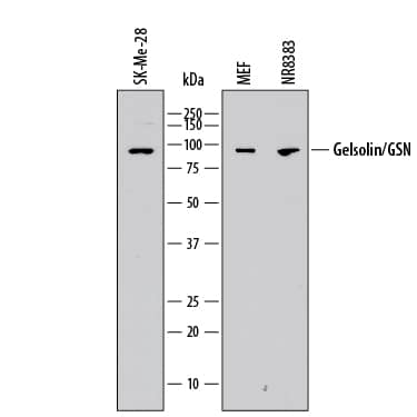 Western blot shows lysates of SK-Mel-28 human malignant melanoma cell line, MEF mouse embryonic feeder cells, and NR8383 rat alveolar macrophage cell line. PVDF membrane was probed with 0.5 µg/mL of Mouse Anti-Human/Mouse/Rat Gelsolin/GSN Monoclonal Antibody (Catalog # MAB8170) followed by HRP-conjugated Anti-Mouse IgG Secondary Antibody (Catalog # HAF018). A specific band was detected for Gelsolin/GSN at approximately 95 kDa (as indicated). This experiment was conducted under reducing conditions and using Immunoblot Buffer Group 1.