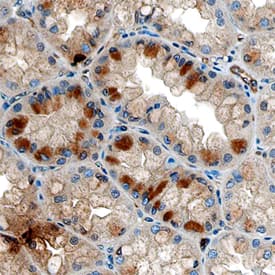 Immunohistochemistry Ghrelin Antibody (883622)