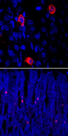 Ghrelin/Obestatin was detected in immersion fixed frozen sections of mouse stomach using Sheep Anti-Human Ghrelin/Obestatin Antigen Affinity-purified Polyclonal Antibody (Catalog # AF8149) at 10 µg/mL overnight at 4 °C. Tissue was stained using the NorthernLights™ 557-conjugated Anti-Sheep IgG Secondary Antibody (red; Catalog # NL010) and counterstained with DAPI (blue). Specific staining is shown at both 60x magnification (upper panel) and 20x magnification (lower panel). Staining was localized to cytoplasm and gastric endocrine cells, respectively. View our protocol for Fluorescent IHC Staining of Frozen Tissue Sections.