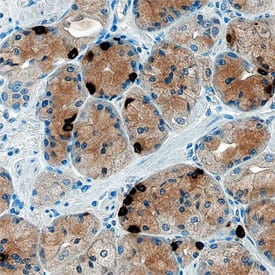 Ghrelin/Obestatin was detected in immersion fixed paraffin-embedded sections of human stomach using Sheep Anti-Human Ghrelin/Obestatin Antigen Affinity-purified Polyclonal Antibody (Catalog # AF8149) at 1 µg/mL overnight at 4 °C. Tissue was stained using the Anti-Sheep HRP-DAB Cell & Tissue Staining Kit (brown; Catalog # CTS019) and counterstained with hematoxylin (blue). Specific staining was localized to cytoplasm of gastric mucosa. View our protocol for Chromogenic IHC Staining of Paraffin-embedded Tissue Sections.