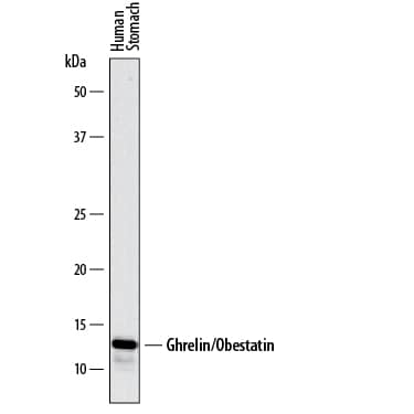 Western blot shows lysates of human stomach tissue. PVDF membrane was probed with 2 µg/mL of Sheep Anti-Human Ghrelin/Obestatin Antigen Affinity-purified Polyclonal Antibody (Catalog # AF8149) followed by HRP-conjugated Anti-Sheep IgG Secondary Antibody (Catalog # HAF016). A specific band was detected for Ghrelin/Obestatin at approximately 13 kDa (as indicated). This experiment was conducted under reducing conditions and using Immunoblot Buffer Group 1.