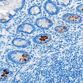 Acylated Ghrelin was detected in immersion fixed paraffin-embedded sections of human small intestine tissue using Mouse Anti-Human Acylated Ghrelin Monoclonal Antibody (Catalog # MAB8149) at 15 µg/mL overnight at 4 °C. Tissue was stained using the Anti-Mouse HRP-DAB Cell & Tissue Staining Kit (brown; Catalog # CTS002) and counterstained with hematoxylin (blue). Specific staining was localized to intestinal glands. View our protocol for Chromogenic IHC Staining of Paraffin-embedded Tissue Sections.