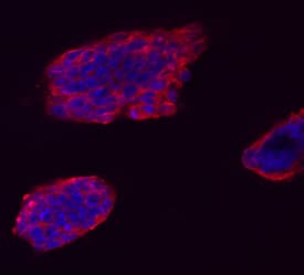 VISTA/B7-H5/PD-1H was detected in immersion fixed D3 mouse embryonic stem cell line using Sheep Anti-Mouse VISTA/B7-H5/PD-1H Antigen Affinity-purified Polyclonal Antibody (Catalog # AF7005) at 10 µg/mL for 3 hours at room temperature. Cells were stained using the NorthernLights™ 557-conjugated Anti-Sheep IgG Secondary Antibody (red; Catalog # NL010) and counterstained with DAPI (blue). Specific staining was localized to cell surfaces and cytoplasm. View our protocol for Fluorescent ICC Staining of Cells on Coverslips.