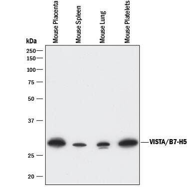 Western blot shows lysates of mouse placenta tissue, mouse spleen tissue, mouse lung tissue, and mouse platelets. PVDF membrane was probed with 0.5 µg/mL of Rat Anti-Mouse VISTA/B7-H5/ PD-1H Monoclonal Antibody (Catalog # MAB70051) followed by HRP-conjugated Anti-Rat IgG Secondary Antibody (Catalog # HAF005). A specific band was detected for VISTA/B7-H5/PD-1H at approximately 30 kDa (as indicated). This experiment was conducted under reducing conditions and using Immunoblot Buffer Group 1.