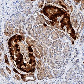 GLP-1/Glucagon was detected in immersion fixed paraffin-embedded sections of human pancreas using Mouse Anti-Human GLP-1 Monoclonal Antibody (Catalog # MAB12491) at 5 µg/mL for 1 hour at room temperature followed by incubation with the Anti-Mouse IgG VisUCyte™ HRP Polymer Antibody (Catalog # VC001). Tissue was stained using DAB (brown) and counterstained with hematoxylin (blue). Specific staining was localized to islet cells. View our protocol for IHC Staining with VisUCyte HRP Polymer Detection Reagents.